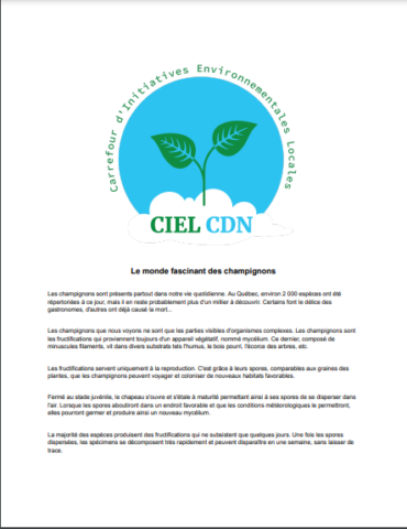 Le monde fascinant des champignons